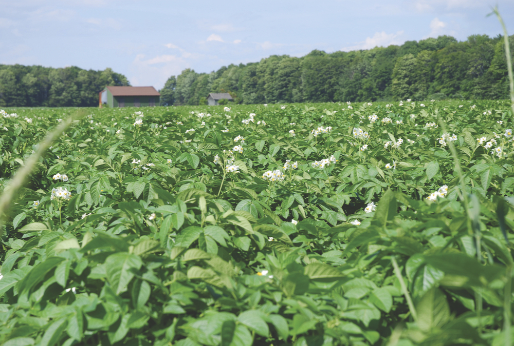 The good news about adopting biologicals is they don’t require drastic changes to conventional practices.