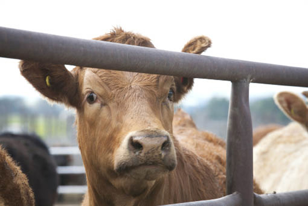 The CFIA says it plans to modernize the way animals are identified to make indicators technology neutral.