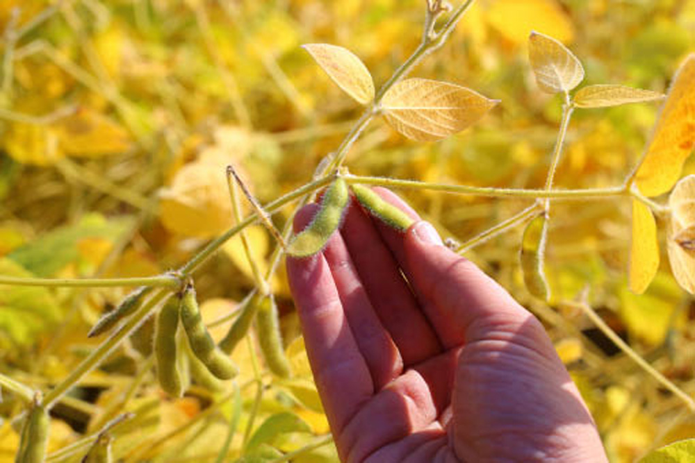 Soybean yields in Manitoba were all over the map from 2017-22.