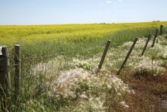 Wild foxtail barley on the edge of a canola field.