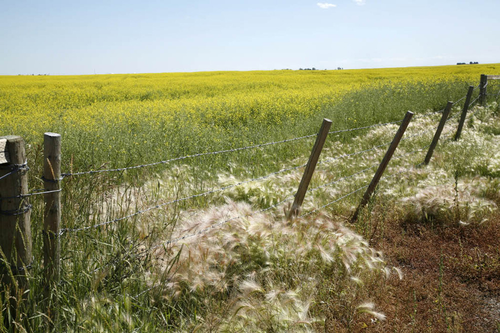 Wild foxtail barley on the edge of a canola field.