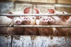 “These projects and the knowledge that we’re aiming to achieve through this research will contribute to the bottom line of pork producers and processors and will also build in Canada’s global leadership in pork production.” – Daniel Ramage.