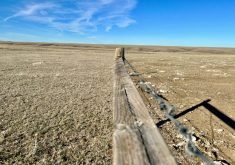 Pasture south of Medicine Hat shows little snow cover to rejuvenate water levels as of December 2023 following another drought year in Alberta. PHOTO: ALEX MCCUAIG