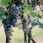 Grapes growing on a vine in a vineyard at Niagara on the Lake, Ontario. Photo: Linda Yolanda/iStock/Getty Images