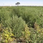 Kochia is becoming an increasing weed problem in Manitoba.