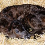There is no question in my mind that cow-calf pairs should be removed to their own separate, quiet area as soon as calving has occurred. – Roy Lewis.