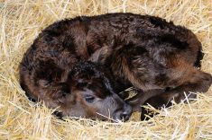 There is no question in my mind that cow-calf pairs should be removed to their own separate, quiet area as soon as calving has occurred. – Roy Lewis.