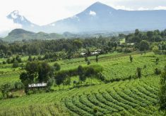 An agroforestry plot in Africa.
