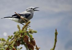 A Clark’s nutcracker calls out from a tree.