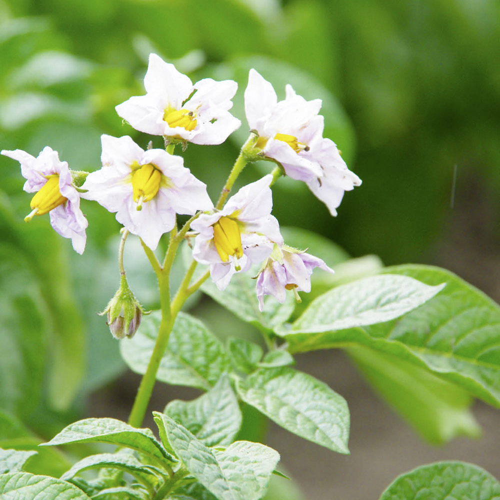 Fertigation aims to maximize tuber production over vegetative growth.