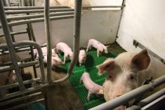For hog farmers, energy costs are the second-highest operating expense after feed. – Cam Dahl.
