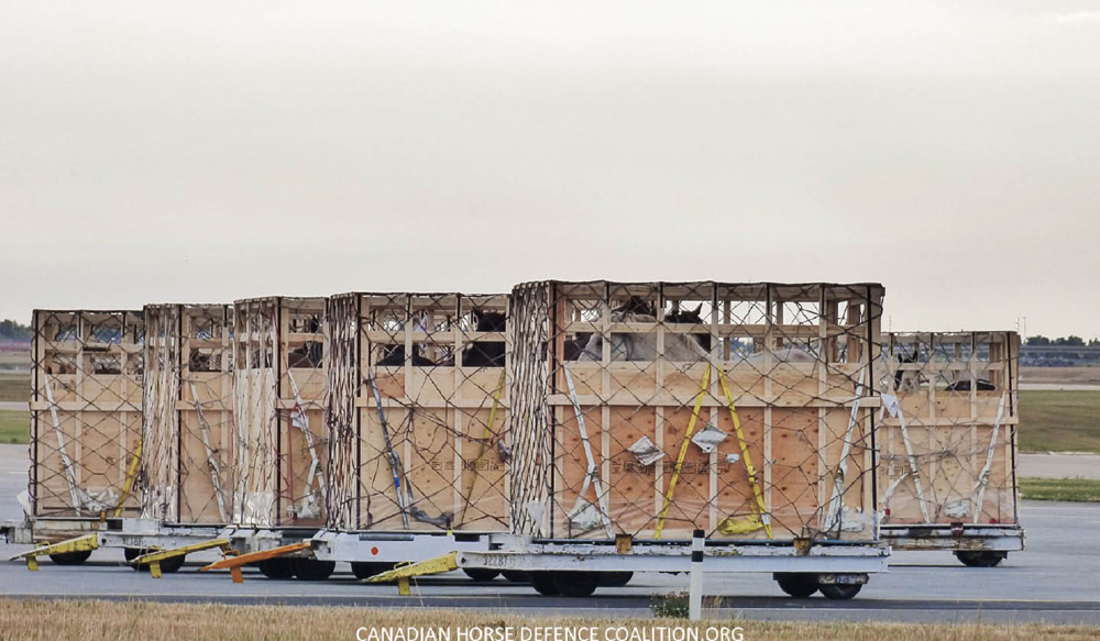 Horse shipping crates at Richardson International Airport.