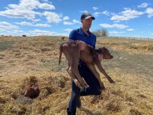 Stuart Chutter, senior policy advisor with AFSC, is looking for a diverse group of cow-calf producers to participate in an analysis of the AgriStability program. Photo: Nicole Sendziak