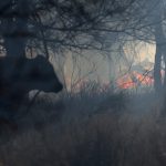A cow stands near a spot fire fueled by high winds near Canadian, Texas, U.S., March 2, 2024. 