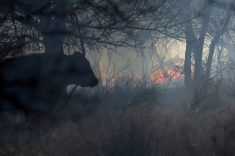 A cow stands near a spot fire fueled by high winds near Canadian, Texas, U.S., March 2, 2024.