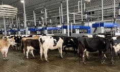 Cows are brought to multiple robotic milking machines as part of a batch milking system in Texas.