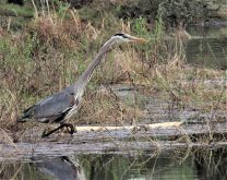 Unlike the great egret, great blue herons have always been common in our marshes, lakes and rivers.