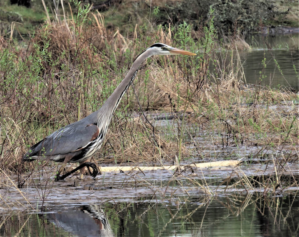 Unlike the great egret, great blue herons have always been common in our marshes, lakes and rivers.