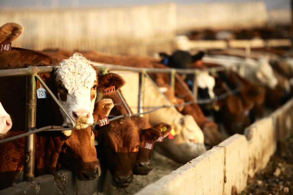 Photo: Canada Beef Inc.
