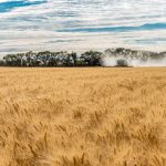File photo of harvesting near Wymark, Sask., south of Swift Current, on Sept. 8, 2020. (Nancy Anderson/iStock/Getty Images)
