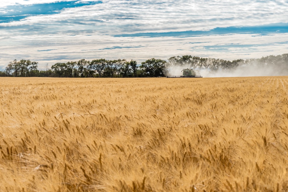 File photo of harvesting near Wymark, Sask., south of Swift Current, on Sept. 8, 2020. (Nancy Anderson/iStock/Getty Images)
