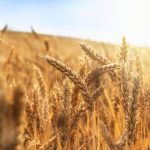 Research inbound with new wheat cluster funding