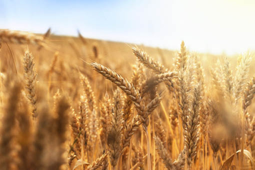 Research inbound with new wheat cluster funding