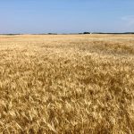 U.S. grains: Wheat jumps on rising Black Sea tensions, soy slips