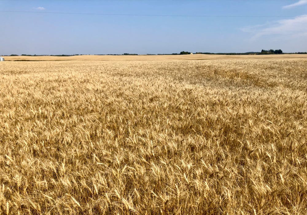 U.S. grains: Wheat jumps on rising Black Sea tensions, soy slips