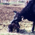 A bit of preparation can make calving season go a lot more smoothly for animal and producer alike.