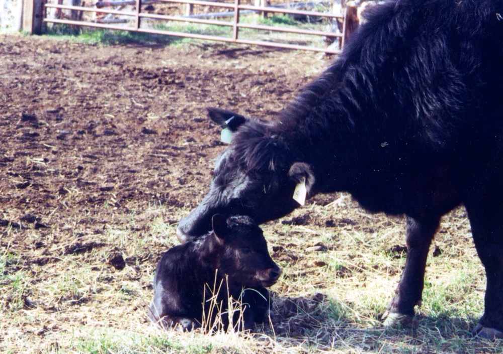 A bit of preparation can make calving season go a lot more smoothly for animal and producer alike.