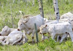 Cattle graze in Manitoba’s Parkland.