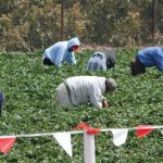 The money will be aimed at improving living quarters for temporary foreign workers, the federal government said. Photo: Getty Images