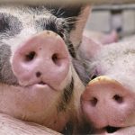 Letters: Message to the pork council