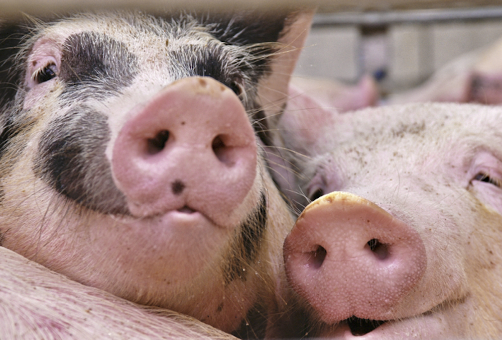 Letters: Message to the pork council