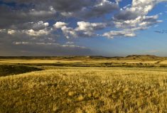 Indigenous peoples have traditionally viewed plants as teachers. Modern ideas like regenerative agriculture are only starting to realize some of those lessons.