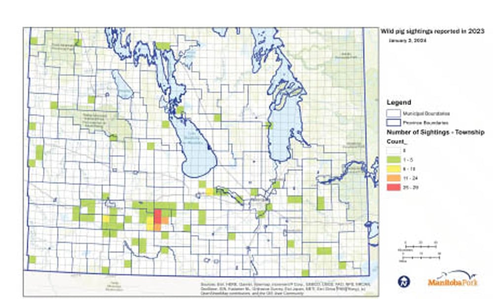 The distribution of wild pig sightings in Manitoba in 2023.