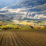 Scenic autumn view of the rural landscape, orchards, vineyards, and wineries of Oliver located in the Okanagan Valley of British Columbia, Canada. Photo: laughingmango/iStock/Getty Images Plus