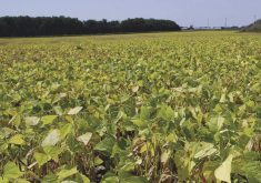 “The concern is the precedent the MRL neonic decision has set for revoking MRLs based on global environmental considerations. This is a slippery slope and begs the question of which active ingredients are next ....” – Greg Bartley, Pulse Canada.