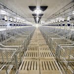 There are numerous options when building new sow housing for sows in pens and the best choice is a topic of debate.