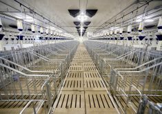 There are numerous options when building new sow housing for sows in pens and the best choice is a topic of debate.