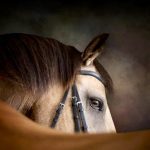 A horse’s headgear serves as a channel for communication between the animal and handlers or riders.