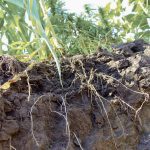 Cover crop rooting profiles get a close up during a Manitoba crop tour.
