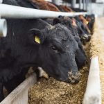 Photo: Sasapanchenko/iStock/Getty Images
