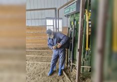 A Moonsyst Smart Rumen Bolus is inserted at MBFI’s Brookdale Farm north of Brandon.