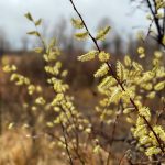 Photo: Faye Fossay/iPhoto/Getty Images 
