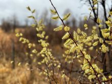 Photo: Faye Fossay/iPhoto/Getty Images