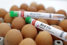 FILE PHOTO: Test tubes labelled &#8220;Bird Flu&#8221; and eggs are seen in this picture illustration, January 14, 2023. REUTERS/Dado Ruvic/Illustration/File Photo

