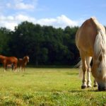 “I’m not here to debate whether horses should be consumed as a protein product, but I think everybody should be in agreement that if we’re going to create a regulation or ban an agricultural activity, it should actually be based on fact, not on emotion.” – Jennifer Woods, J. Woods Livestock Services.