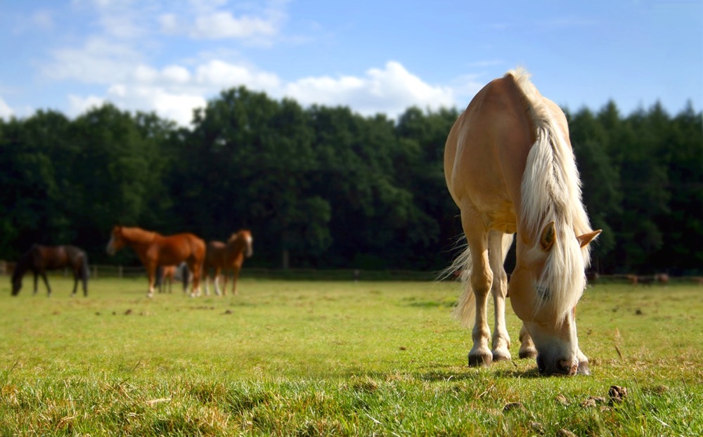 “I’m not here to debate whether horses should be consumed as a protein product, but I think everybody should be in agreement that if we’re going to create a regulation or ban an agricultural activity, it should actually be based on fact, not on emotion.” – Jennifer Woods, J. Woods Livestock Services.
